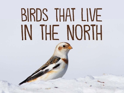 Book cover for Birds That Live in the North