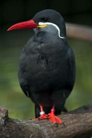 Cover of Inca Tern Sea Bird Journal