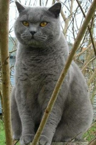 Cover of Website Password Organizer, British Shorthair Cat Perched