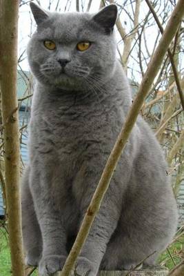 Book cover for Website Password Organizer, British Shorthair Cat Perched