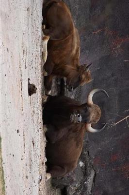 Book cover for Gaur Seledang Indian Wild Cattle