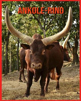 Book cover for Ankole-Rind