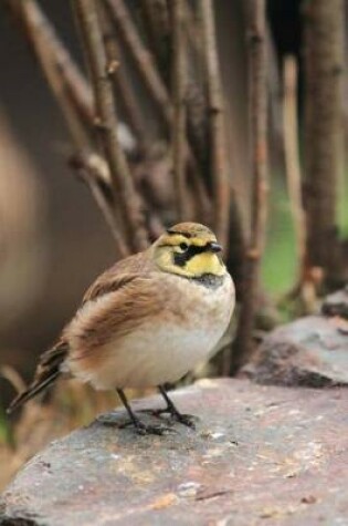 Cover of Shore Lark Bird Journal