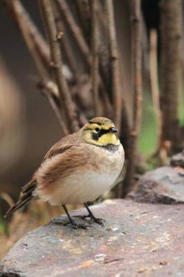 Book cover for Shore Lark Bird Journal