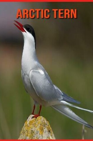 Cover of Arctic Tern