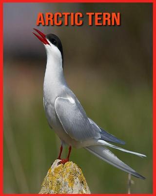 Book cover for Arctic Tern