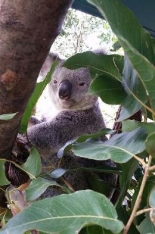 Cover of Koala Bear Nestled Among the Eucalyptus Leaves in Australia Journal