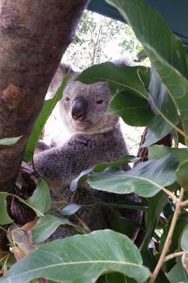 Book cover for Koala Bear Nestled Among the Eucalyptus Leaves in Australia Journal