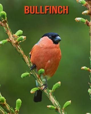 Book cover for Bullfinch