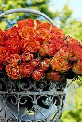 Book cover for Fresh Cut Pink and Orange Roses in a Steel Basket