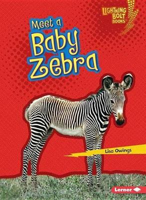 Book cover for Meet a Baby Zebra