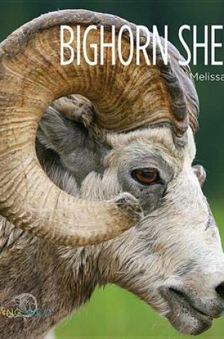 Cover of Bighorn Sheep