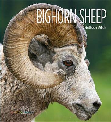 Cover of Bighorn Sheep