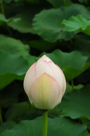 Cover of Lotus Flower Bud in a Japanese Water Garden Journal