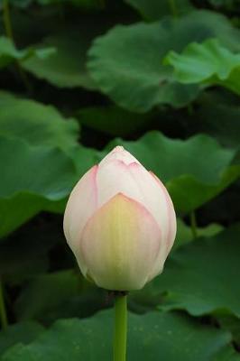 Book cover for Lotus Flower Bud in a Japanese Water Garden Journal