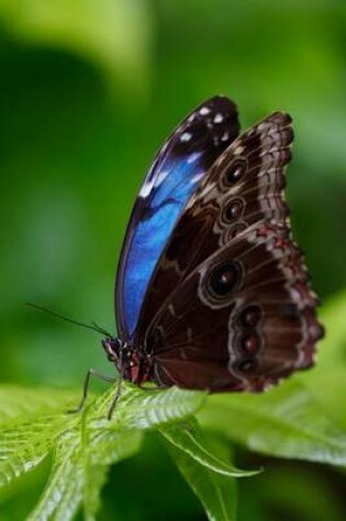 Cover of Blue Morpho Butterfly on a Leaf, for the Love of Nature