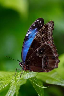 Book cover for Blue Morpho Butterfly on a Leaf, for the Love of Nature