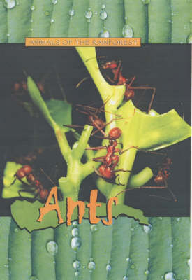 Book cover for Animals of the Rainforest: Ants