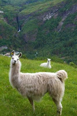 Book cover for Llamas in a Mountain Meadow in Peru Journal