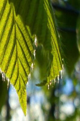 Cover of Sunlight Backlit Spring Leaves Journal