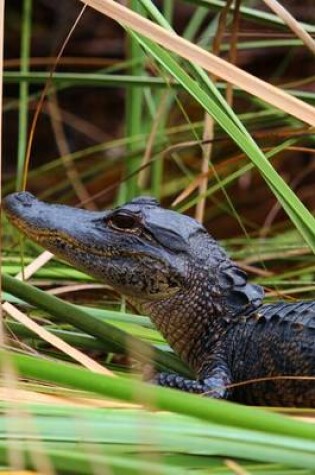 Cover of Baby Alligator in Florida, for the Love of Animals