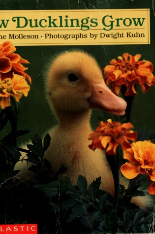 Cover of How Ducklings Grow