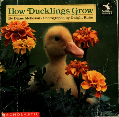 Book cover for How Ducklings Grow