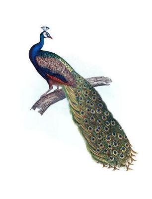 Book cover for Indian Peacock Composition Notebook