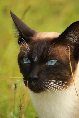 Book cover for Seal Point Siamese Cat Portrait Journal