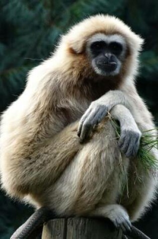 Cover of A Gibbon Primate on a Perch