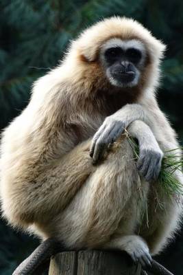 Book cover for A Gibbon Primate on a Perch