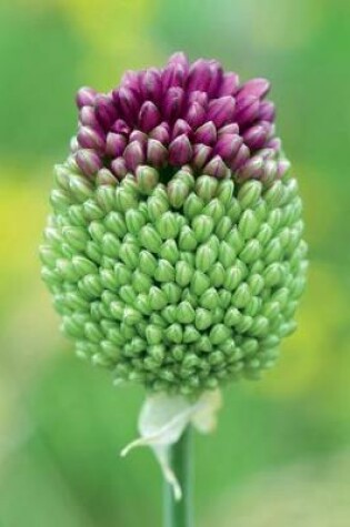 Cover of Beautiful Green and Purple Leek Onion Bloom Journal