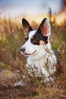 Book cover for The Cardigan Welsh Corgi Dog Journal