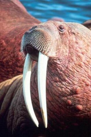 Cover of Male Walrus with Tusks Animal Journal