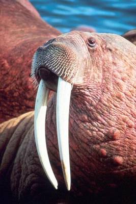 Book cover for Male Walrus with Tusks Animal Journal