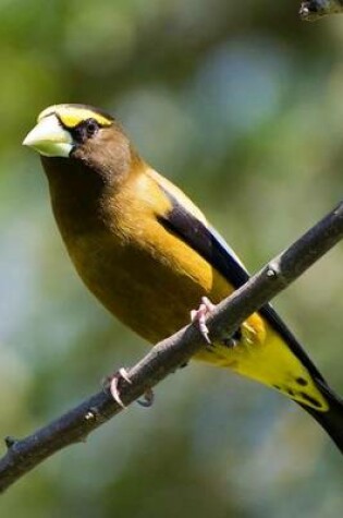 Cover of Evening Grosbeak Bird Journal