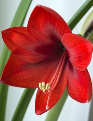 Book cover for Hippeastrum Gardening Journal