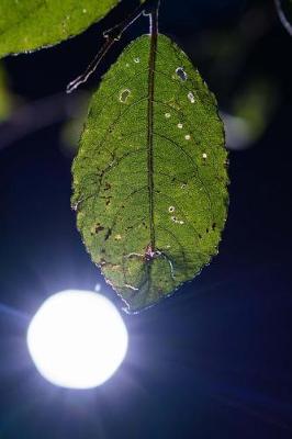 Book cover for Leaf with Back Light Journal