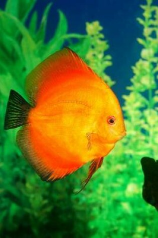 Cover of Beautiful Orange Discus Fish Symphysodon