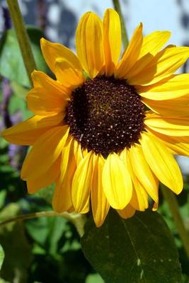 Book cover for Sunflower Portrait Flower Journal