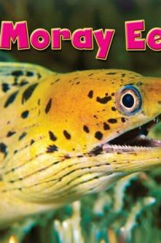 Cover of Moray Eel