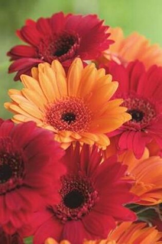 Cover of Gerbera Asteraceae Flower Journal