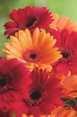 Book cover for Gerbera Asteraceae Flower Journal