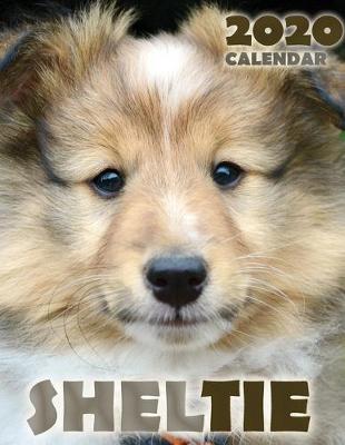 Book cover for Sheltie 2020 Calendar