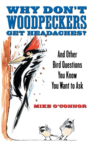 Book cover for Why Don't Woodpeckers Get Headaches?