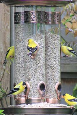 Book cover for Golden Finches at the Bird Feeder Journal