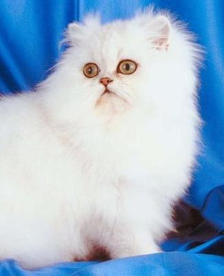Cover of School Composition Book Innocent White Cat Photo 200 Pages