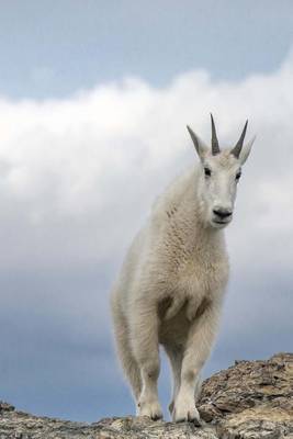 Book cover for Mountain Goat in the Wild Animal Journal