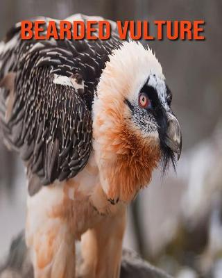 Book cover for Bearded Vulture