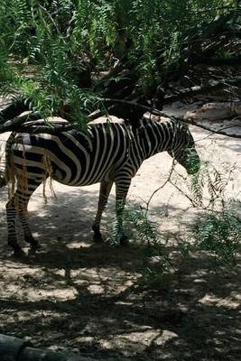 Book cover for A Zebra in the Shade, for the Love of Animals